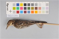 藏品(白背鷚)的圖片